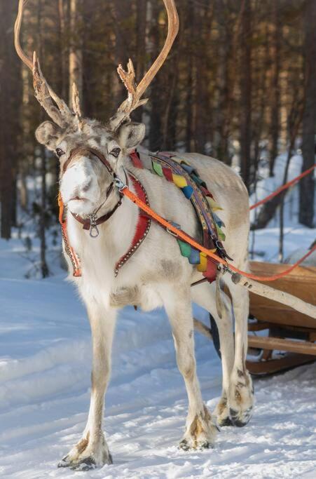 Arctic Circle Home Close To Santa'S Village Rovaniemi Exterior photo